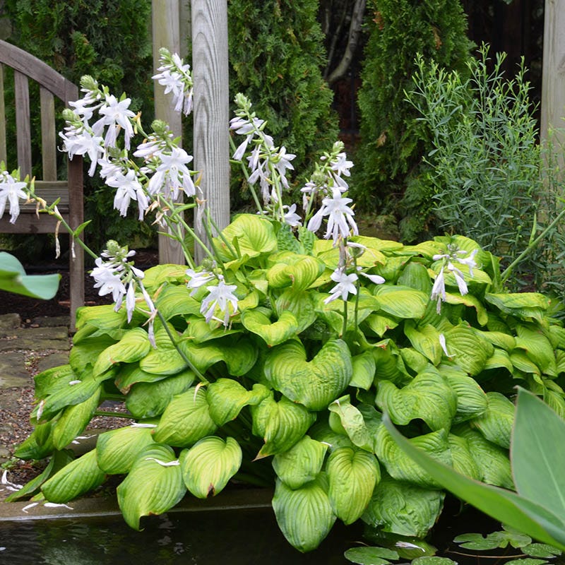 Guacamole Hosta - Image 3