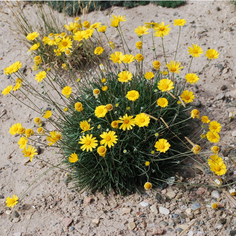 Sol Dancer Daisy (Hymenoxys) - Image 2
