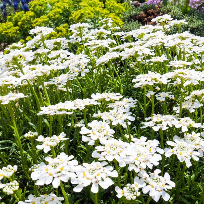 Purity Dwarf Candytuft (Iberis) - Image 4