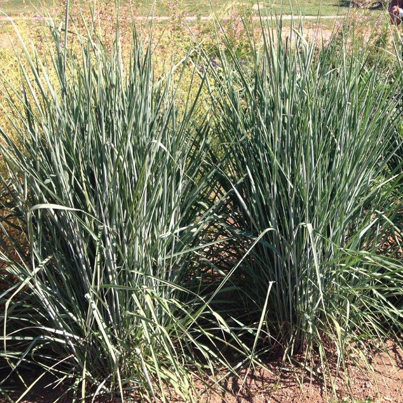 Thin Man Golden Prairie Grass - Image 2