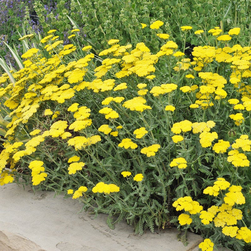 Extra Jumbo Waterwise Pre-Planned Garden - Image 6