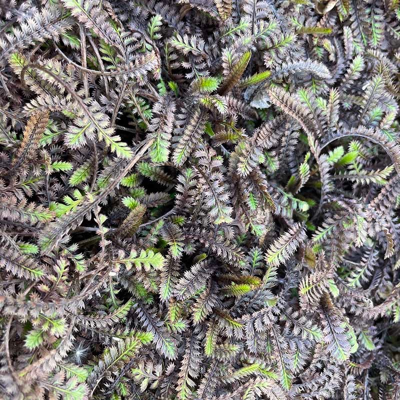 Platt's Black Brass Buttons (Leptinella) - Image 3