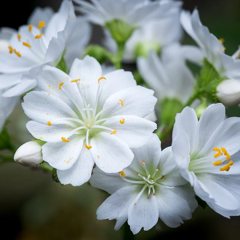 White Lewisia - Image 2