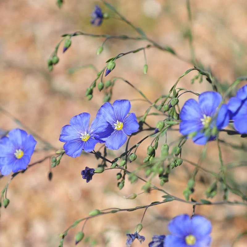 Appar Blue Flax (Linum) - Image 4