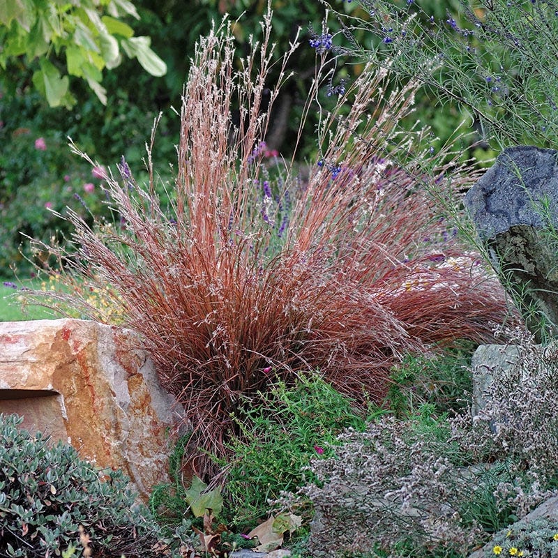Blaze Little Bluestem Grass - Image 4