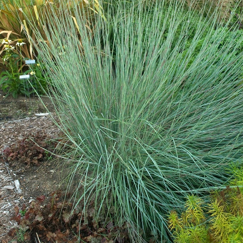 Prairie Blues Little Bluestem Grass - Image 2