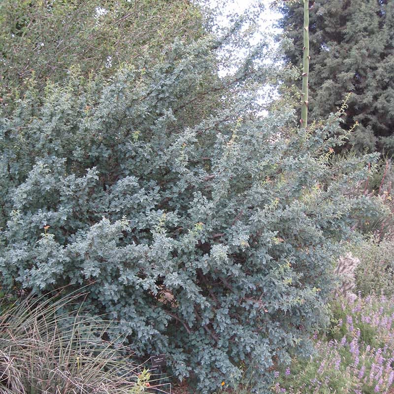 Fremont's Mahonia - Image 5