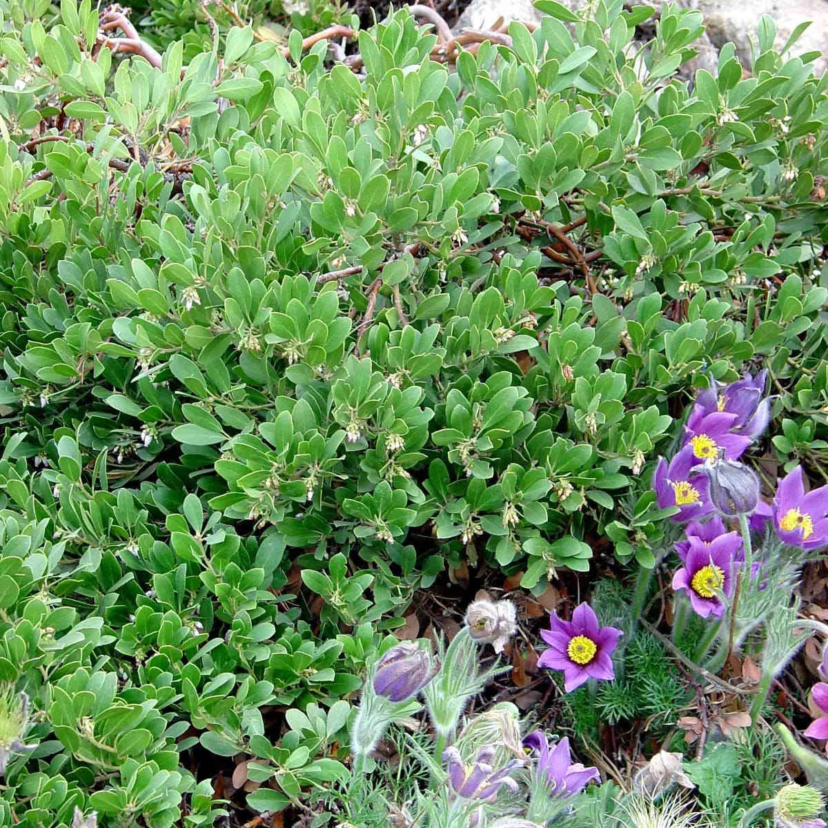 Mock Bearberry Manzanita - Image 4