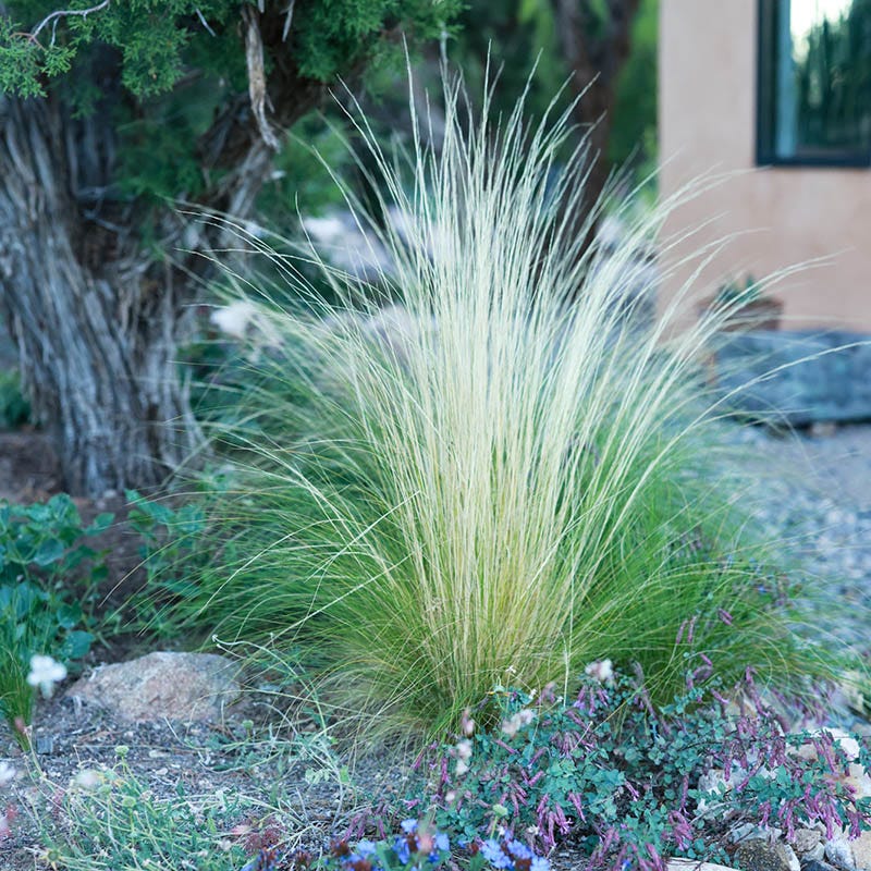 Silky Thread Grass - Image 6