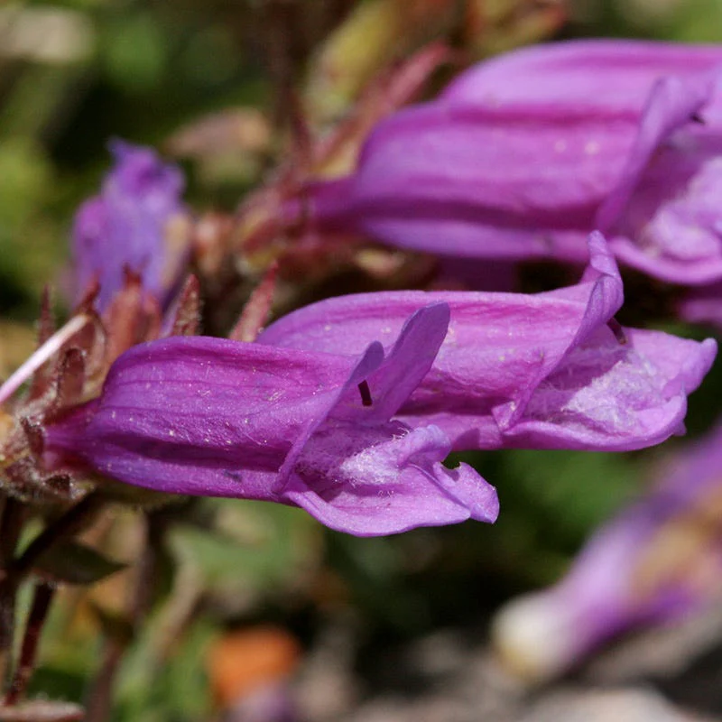 Davidson's Penstemon - Image 4