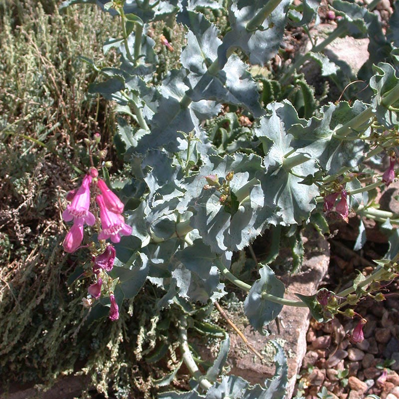 Sunset Crater Penstemon - Image 2