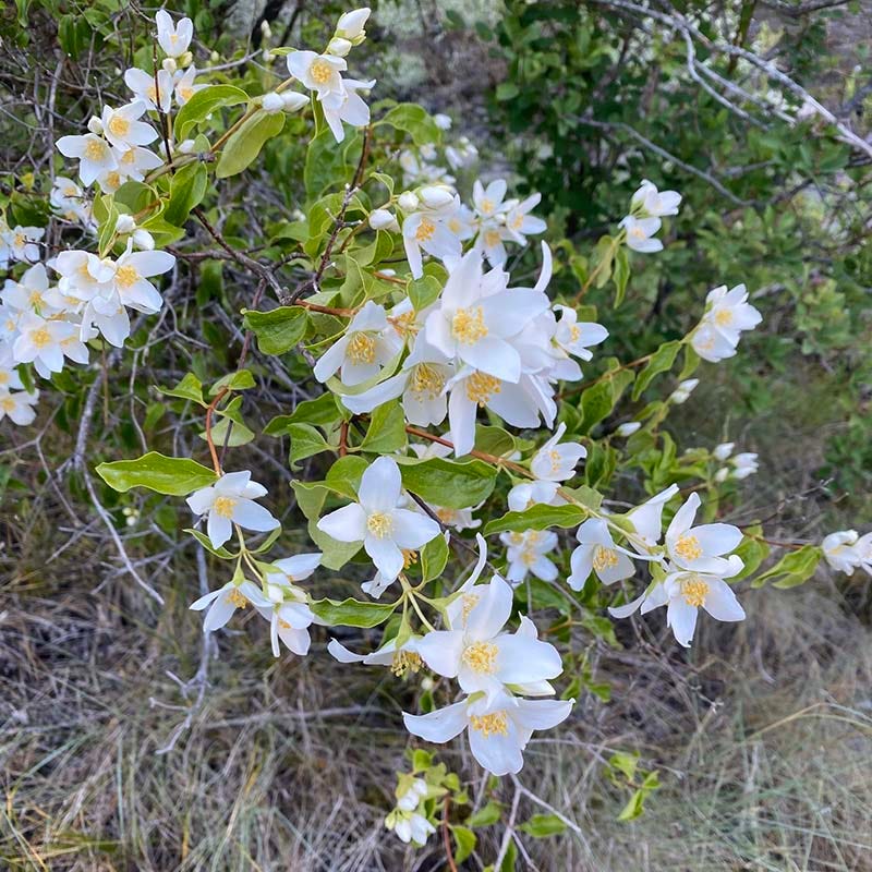 Cheyenne® Mock Orange - Image 3