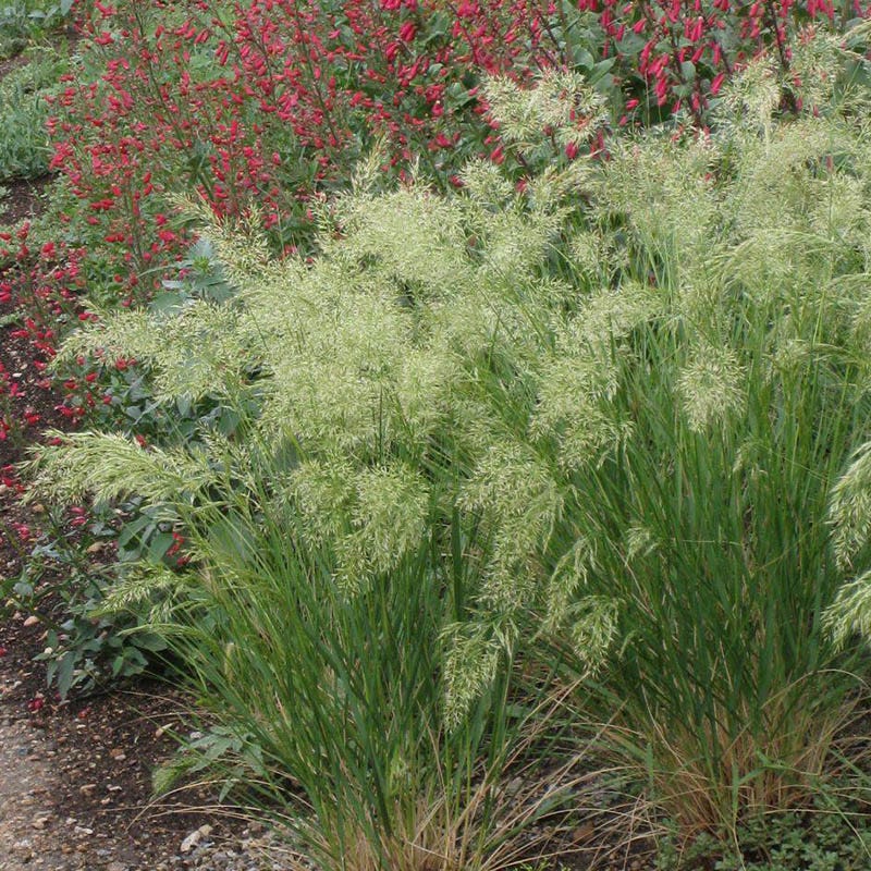 UNDAUNTED® Alpine Plume Grass - Image 3