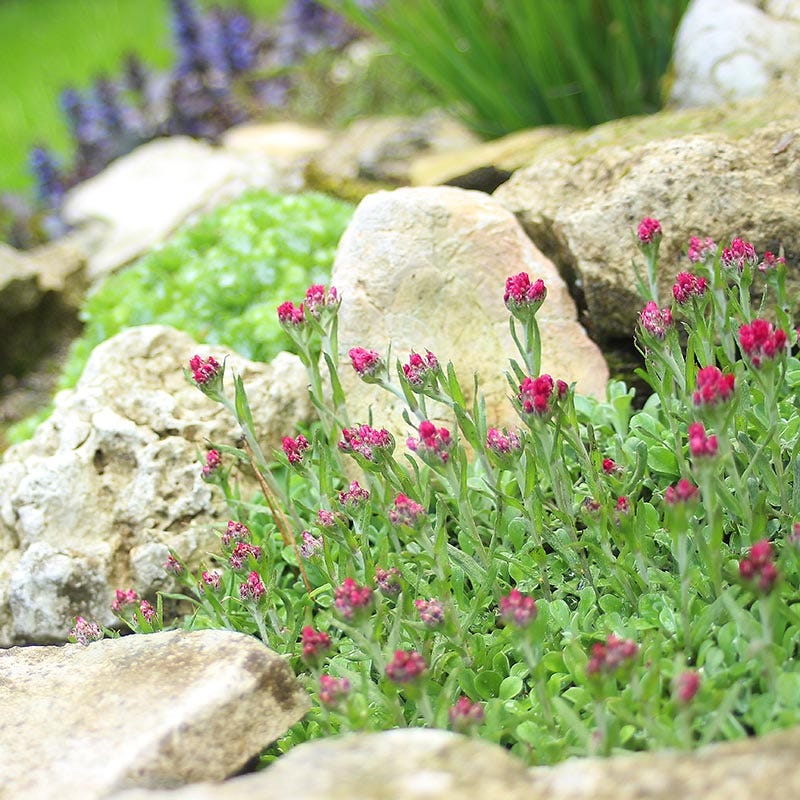 Pink Pussytoes (Antennaria) - Image 2