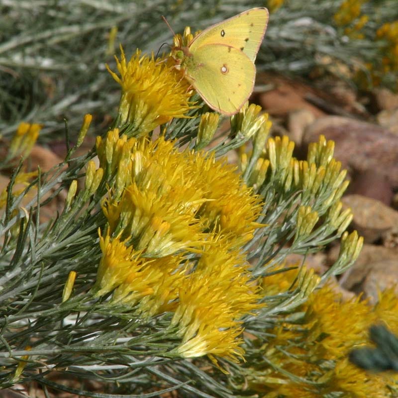 Baby Blue Rabbitbrush (Ericameria) - Image 3
