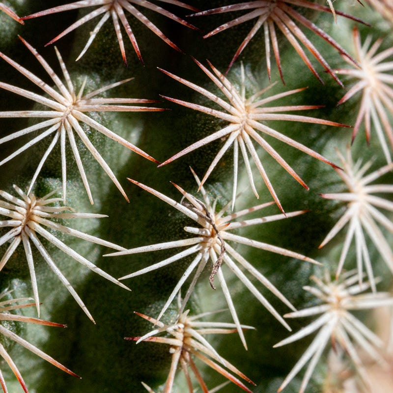 Cold Hardy Native Cacti Collection - Image 3