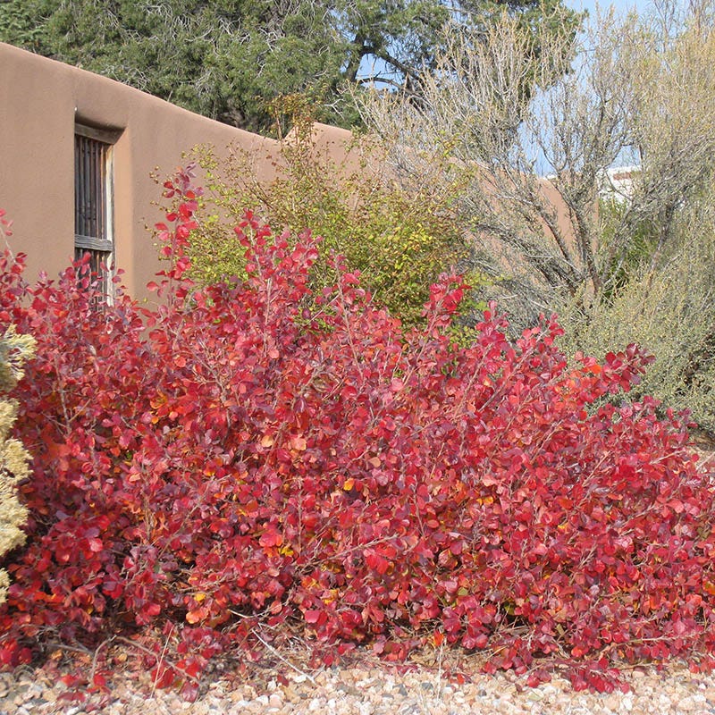 Gro-Low Sumac (Rhus) - Image 5