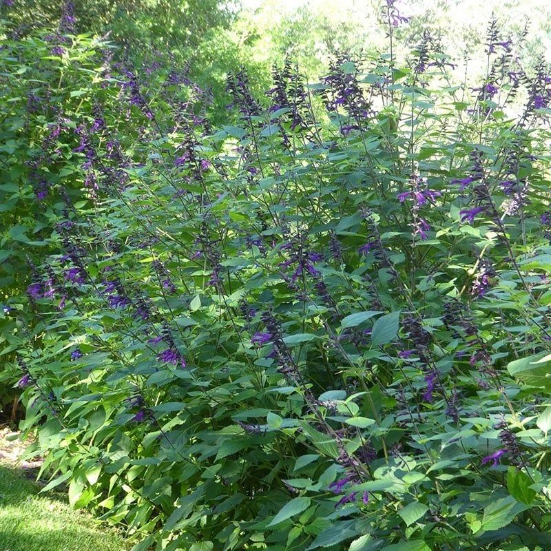 Amistad Salvia - Image 4