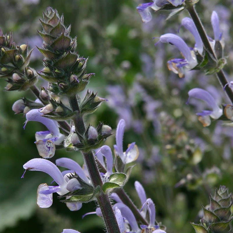 Shangri-la Salvia - Image 2