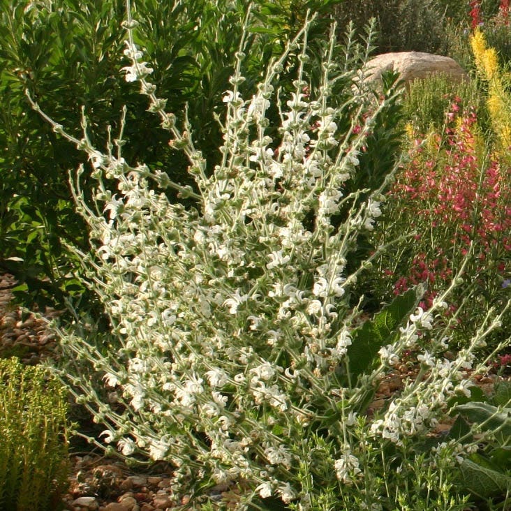 Silver Salvia - Image 4