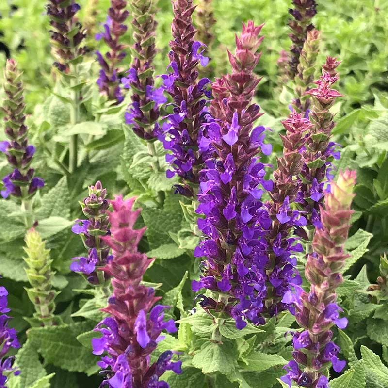 Little Night Salvia - Image 3