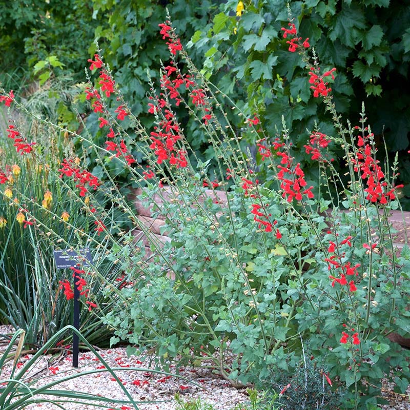 Vermilion Bluffs® Mexican Salvia - Image 3