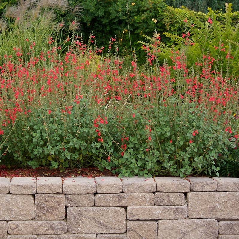 Vermilion Bluffs® Mexican Salvia - Image 4