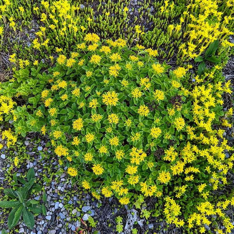 Orange Stonecrop - Image 4