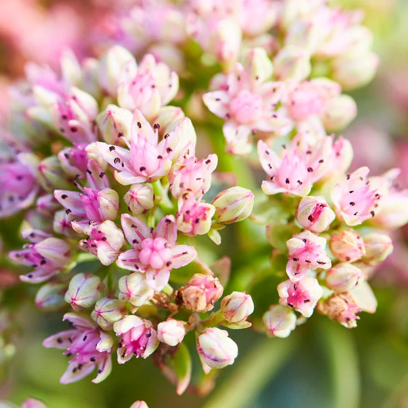 SunSparkler® Lime Twister Sedum - Image 4