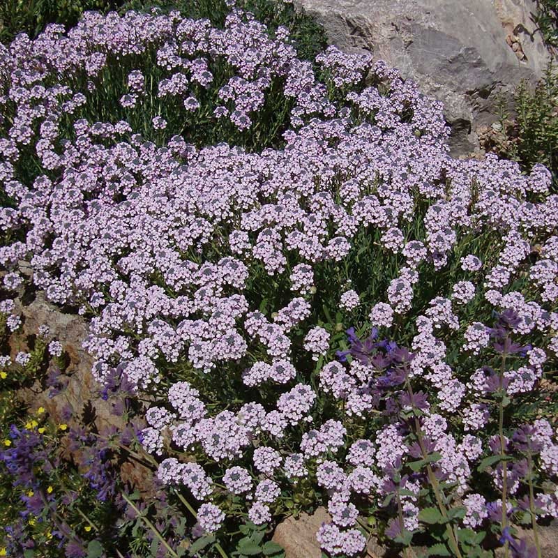 Large Soft Colors Inferno Strip Pre-Planned Garden - Image 9