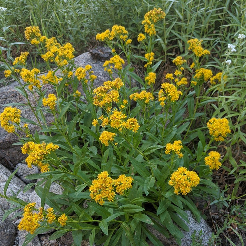 Rocky Mountain Goldenrod (Solidago) - Image 4