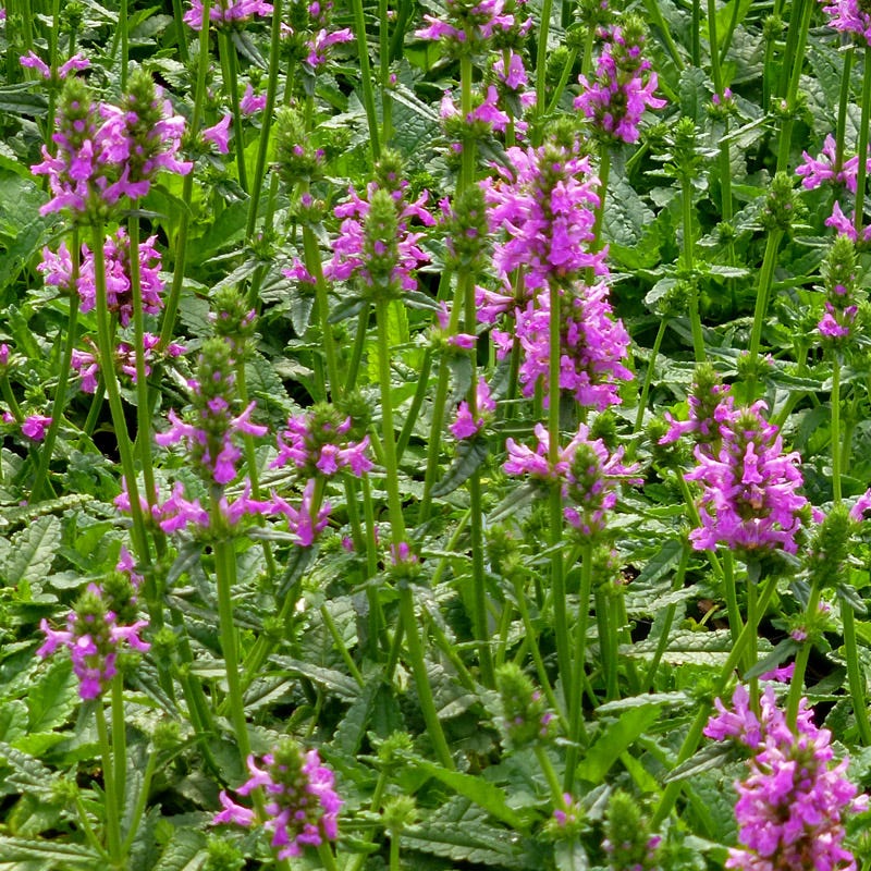 Dwarf Pink Lamb's Ear - Image 5