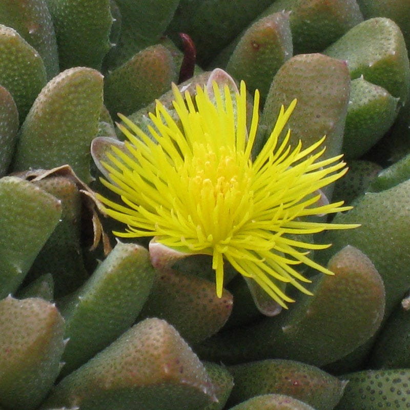 Night-Blooming Ice Plant (Stomatium) - Image 3