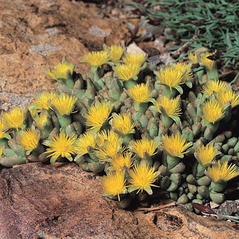 Night-Blooming Ice Plant (Stomatium) - Image 5