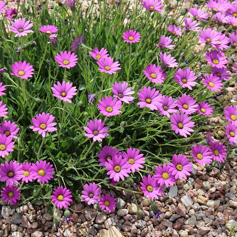 Purple Mountain® Sun Daisy - Image 2