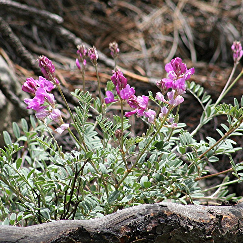 Utah Sweet-vetch - Image 3