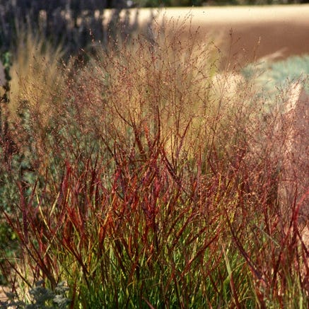 Shenandoah Switch Grass - Image 6