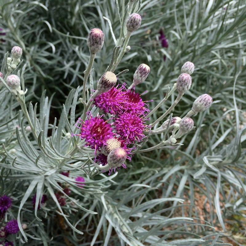Silver Ironweed (Vernonia) - Image 6