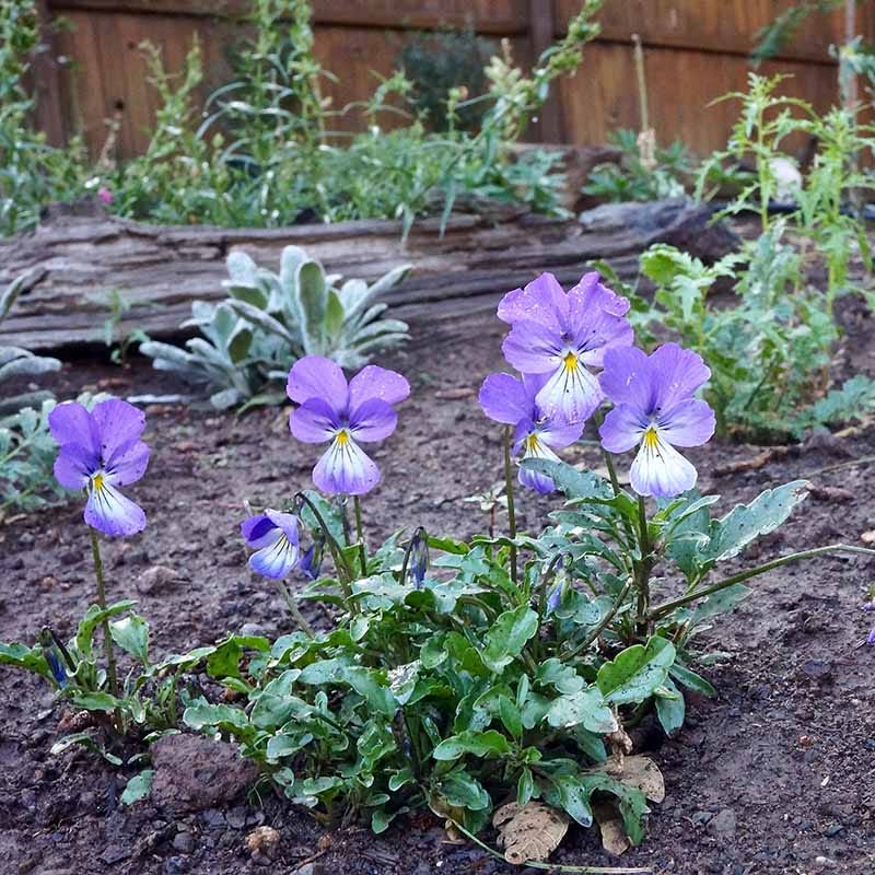 Corsican Perennial Viola - Image 4
