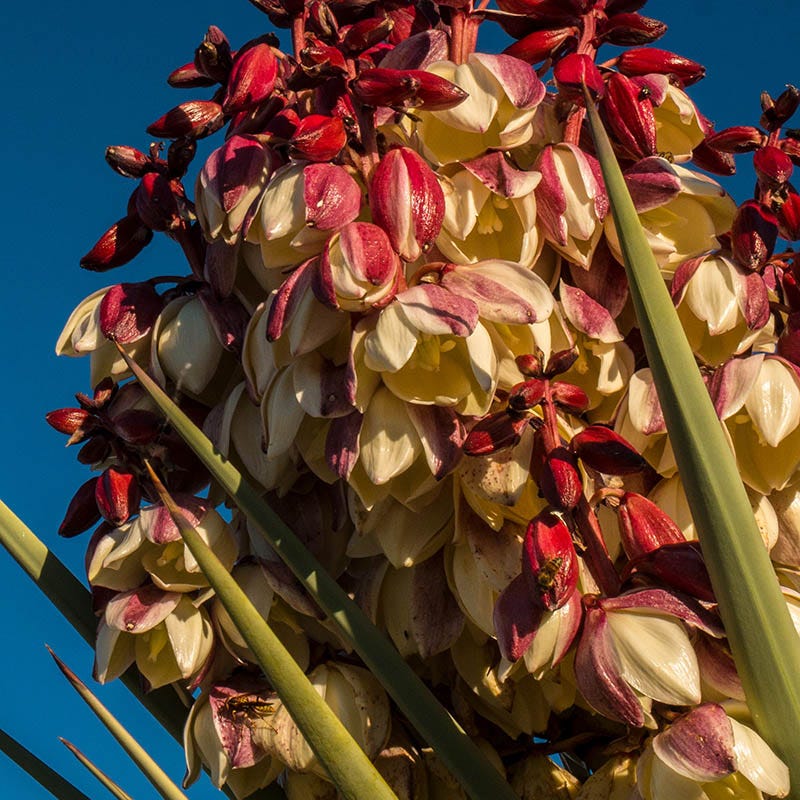 Chaves Yucca - Image 2