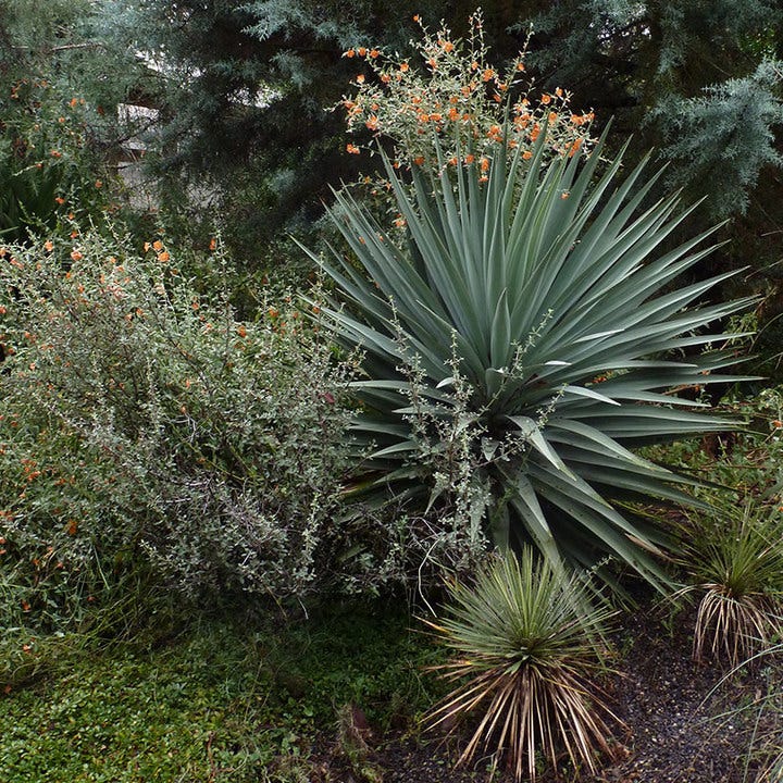 Schott's Yucca - Image 2