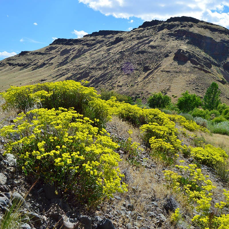 Rare Intermountain Native Wildflower Seed Mix - Image 7