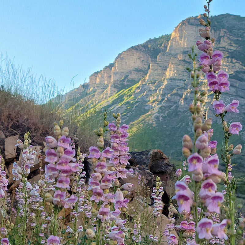 Rare Southwest Native Wildflower Seed Mix - Image 4