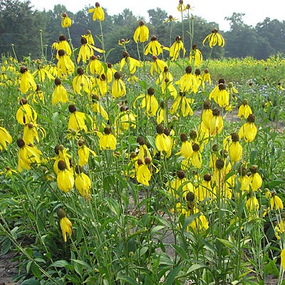 Grey Headed Coneflower Seeds - Image 4