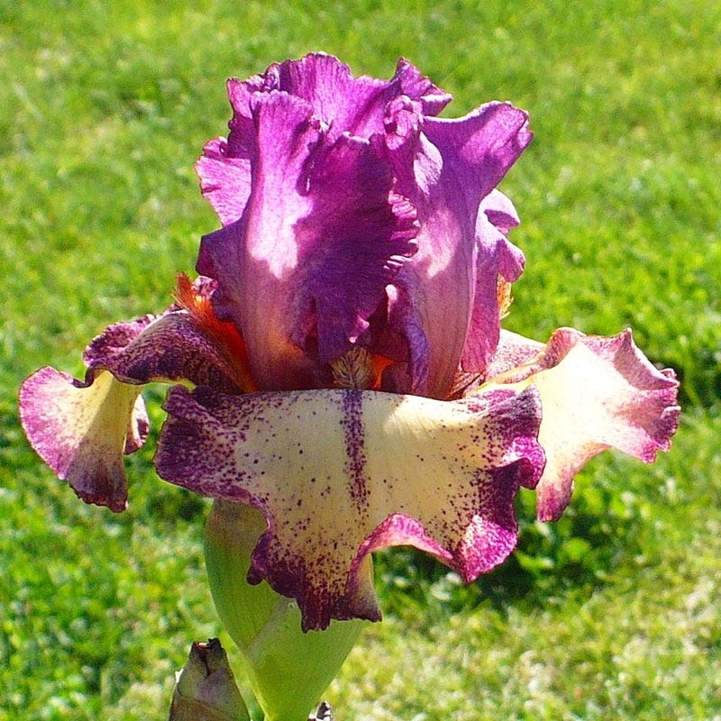 Rockstar Reblooming Bearded Iris - Image 3
