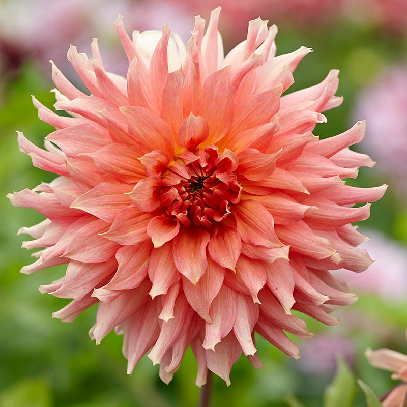 Fairway Spur Dinnerplate Dahlia - Image 2