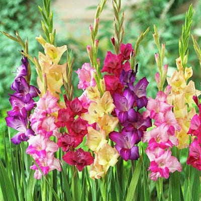 Rainbow Gladiolus Mix - Image 2