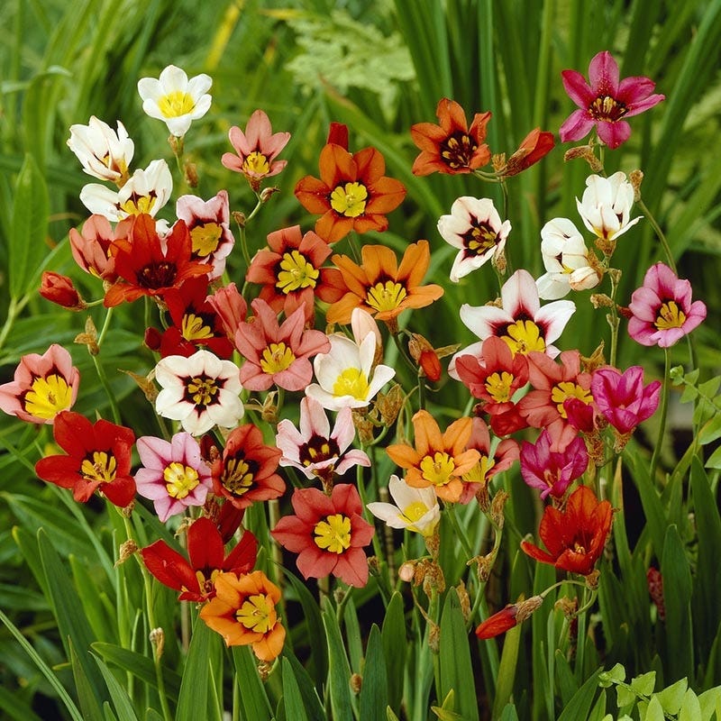 Harlequin Flower Mix (Sparaxis) - Image 5