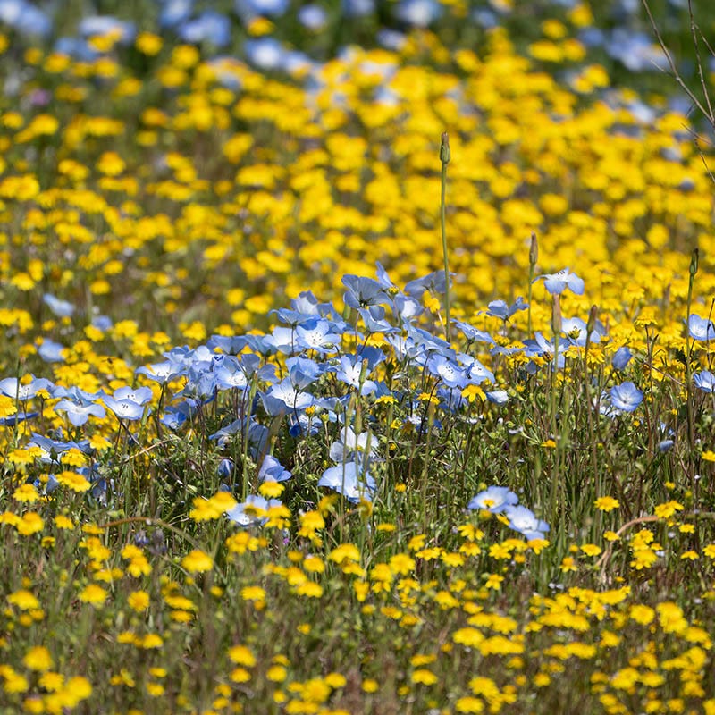 Superbloom Native Wildflower Seed Mix - Image 4